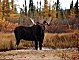 Clearwater River (13KB)