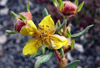 Blumen am Dempster Highway