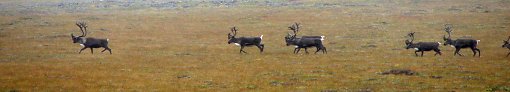 Caribous auf ihrer Wanderung