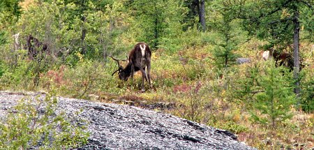 Caribous am Dempster Highway