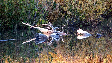 Holz im Spiegelbild des Sees