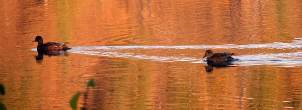 Zwei Enten im Yukon