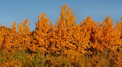 Herbst im Yukon