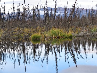 Spiegelung der Bäume im See