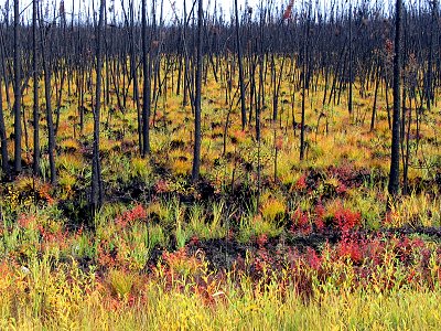 Neuer Wald nach einem Waldbrand