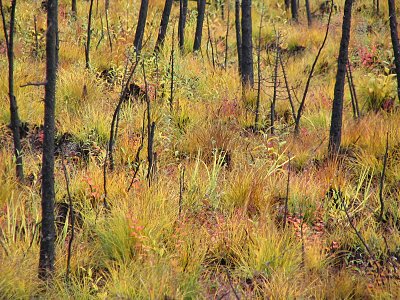 Neuer Wald nach einem Waldbrand