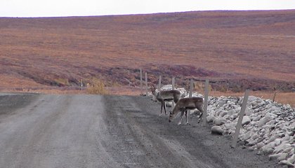 Caribou am Dalton Highway