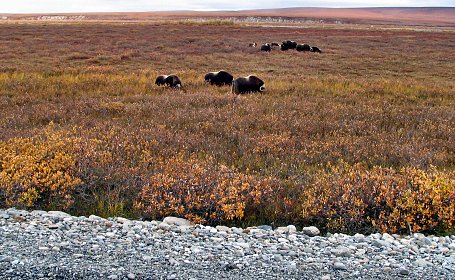 Dalton Highway