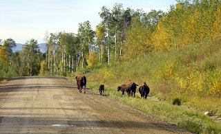 Waldbisons am Liard Highway [320 x 195 Pixel @ 23 KB]